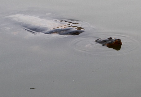 Chùm ảnh: "Gặp" cụ rùa Hồ Gươm ngày đầu xuân - 14