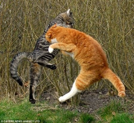 Năm Mão nói chuyện Linh Miêu Quyền - 1 Năm Mão nói chuyện Linh Miêu Quyền - 1