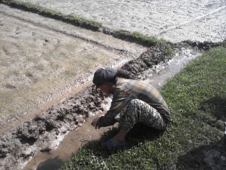 Ra đồng cày cấy ngày xuân - 3 Ra đồng cày cấy ngày xuân - 3