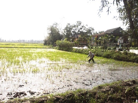 Ra đồng cày cấy ngày xuân - 12 Ra đồng cày cấy ngày xuân - 12