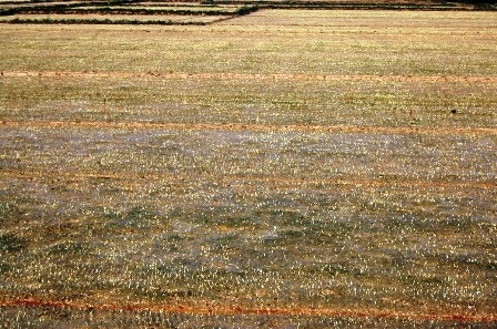 Ra đồng cày cấy ngày xuân    - 11