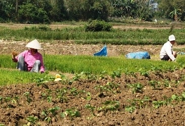 Ra đồng cày cấy ngày xuân    - 5