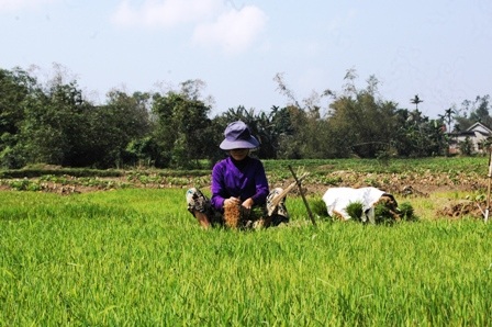 Ra đồng cày cấy ngày xuân    - 6