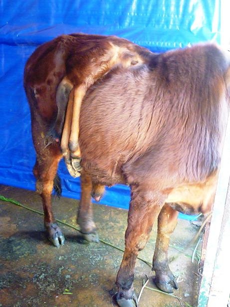 Đua nhau đi ngắm trâu 3 sừng, bò mọc chân ở lưng - 3