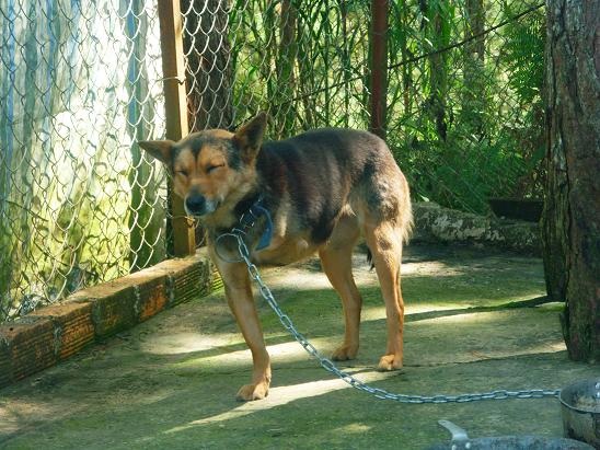 Đua nhau đi ngắm trâu 3 sừng, bò mọc chân ở lưng - 9