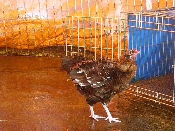 Đua nhau đi ngắm trâu 3 sừng, bò mọc chân ở lưng - 8