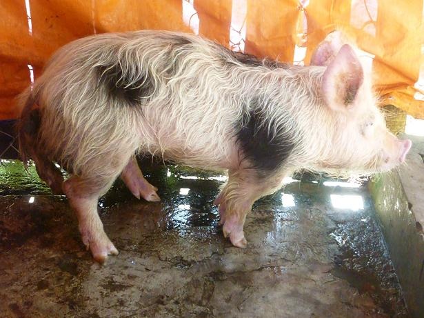 Đua nhau đi ngắm trâu 3 sừng, bò mọc chân ở lưng - 10