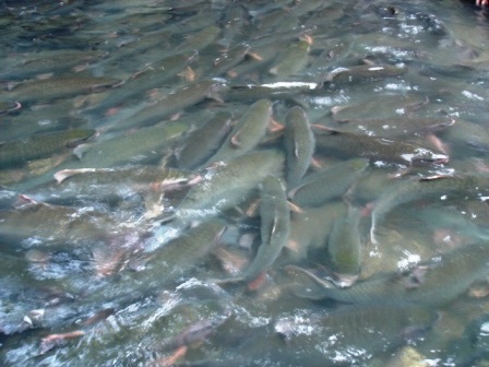 Đầu xuân đi thăm "suối cá thần" - 2