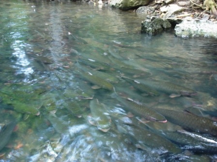 Đầu xuân đi thăm "suối cá thần" - 4