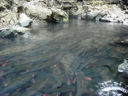 Đầu xuân đi thăm "suối cá thần" - 3