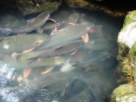 Đầu xuân đi thăm "suối cá thần" - 8