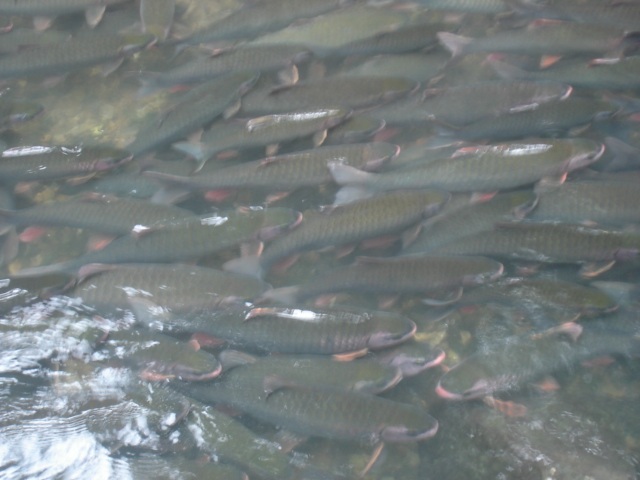 Đầu xuân đi thăm "suối cá thần" - 7