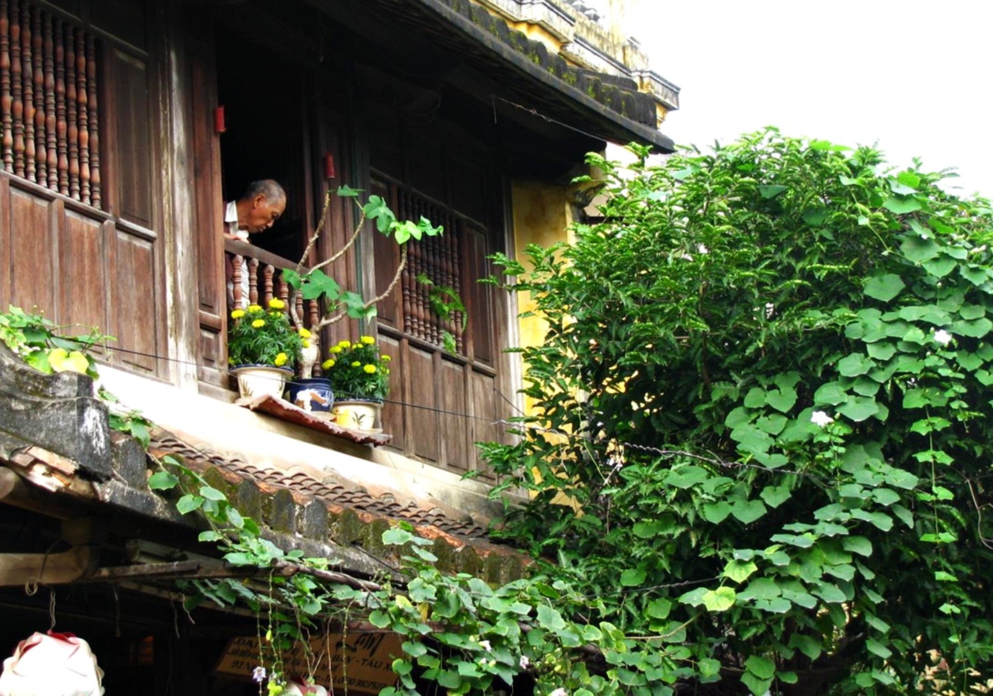 Chùm ảnh Hội An: Mùa xanh trên những mái nhà - 11
