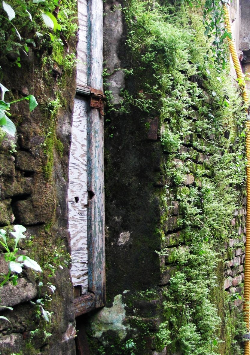 Chùm ảnh Hội An: Mùa xanh trên những mái nhà - 3