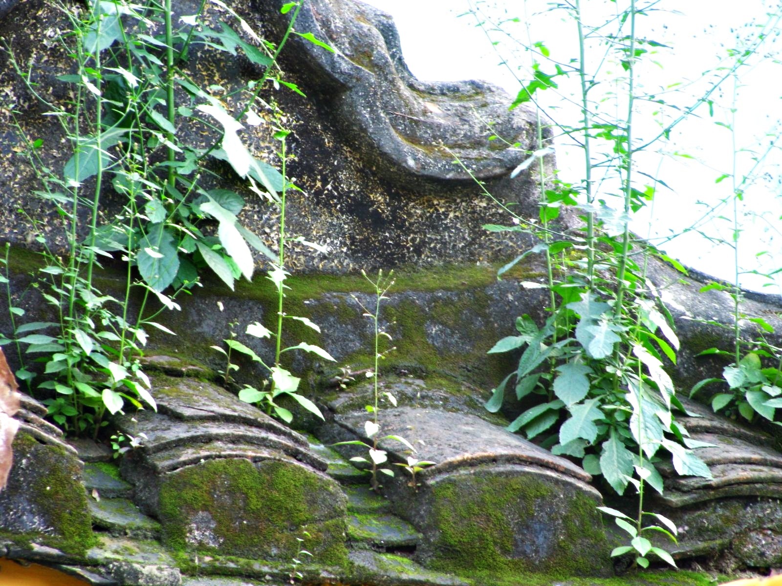 Chùm ảnh Hội An: Mùa xanh trên những mái nhà - 1