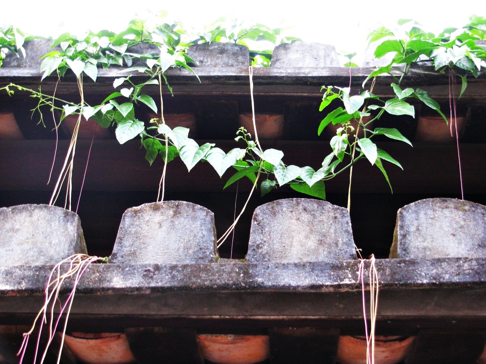 Chùm ảnh Hội An: Mùa xanh trên những mái nhà - 6