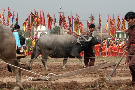 Đầu năm theo vua đi cày - 15 Đầu năm theo vua đi cày - 15