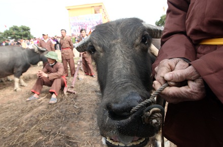Đầu năm theo vua đi cày - 5
