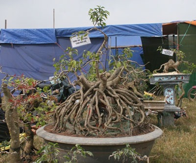 Khai hội chợ Viềng Nam Định - 4