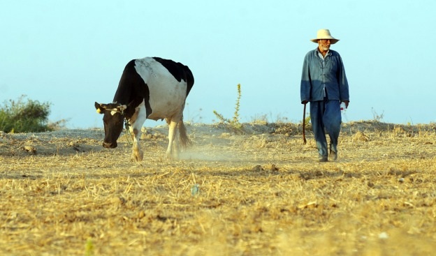 Khủng hoảng lương thực - nguy cơ đã thành hình không chỉ ở châu Á - 1 Khủng hoảng lương thực - nguy cơ đã thành hình không chỉ ở châu Á - 1