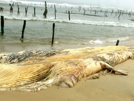 Phát hiện xác cá voi dạt vào bờ biển Thừa Thiên - Huế - 1