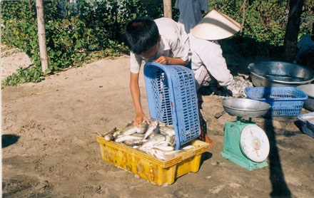Cha tử vong, con nguy kịch vì ăn cá nóc - 1