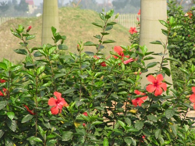 Sắc hoa râm bụt trong nắng xuân - 2 Sắc hoa râm bụt trong nắng xuân - 2