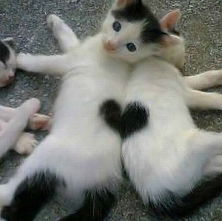 Những chú mèo Valentine đáng yêu - 2
