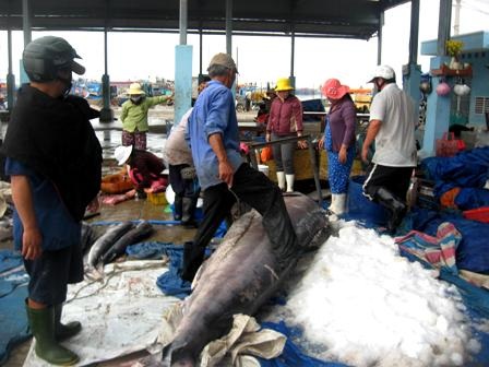 Ngư dân trúng lớn, bến cá nhộn nhịp - 6