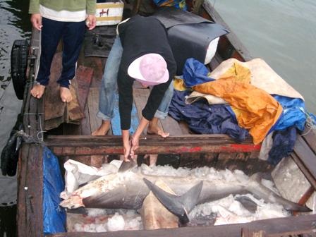 Ngư dân trúng lớn, bến cá nhộn nhịp - 7