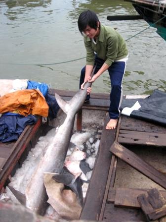 Ngư dân trúng lớn, bến cá nhộn nhịp - 1