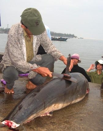 Ngư dân trúng lớn, bến cá nhộn nhịp - 8