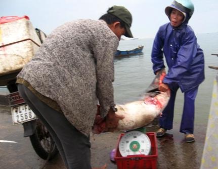 Ngư dân trúng lớn, bến cá nhộn nhịp - 9