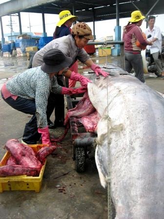 Ngư dân trúng lớn, bến cá nhộn nhịp - 5