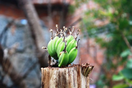 Đổ xô đi xem cây chuối cụt mọc nải từ giữa thân  - 1