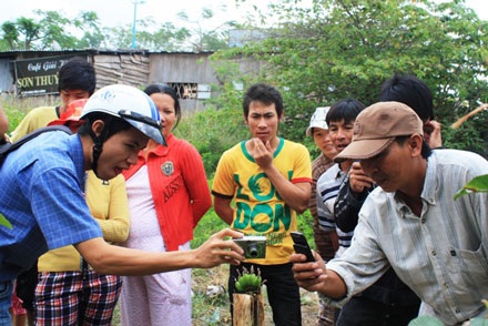 Đổ xô đi xem cây chuối cụt mọc nải từ giữa thân  - 3