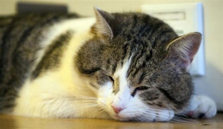 Tân "đệ nhất miêu" của nước Anh - 2