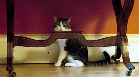 Tân "đệ nhất miêu" của nước Anh - 3