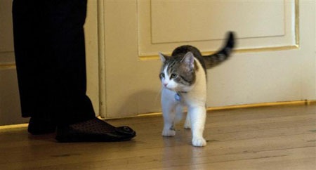 Tân "đệ nhất miêu" của nước Anh - 5