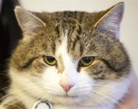 Tân "đệ nhất miêu" của nước Anh - 7