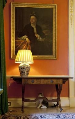 Tân "đệ nhất miêu" của nước Anh - 6