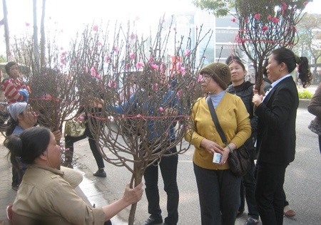 Vui sắm đào Rằm, đào thuê trở về vườn tái gốc - 1