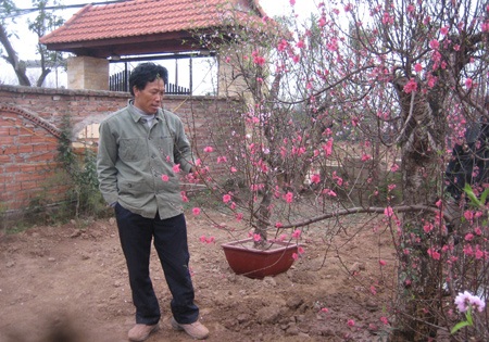 Vui sắm đào Rằm, đào thuê trở về vườn tái gốc - 2