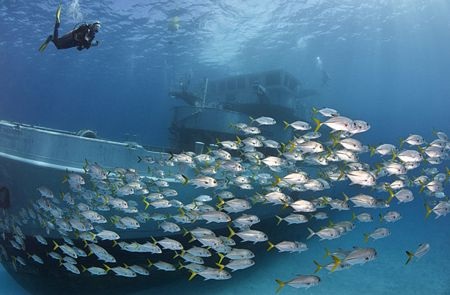 Thăm những con tàu “an toạ” dưới đáy đại dương  - 8