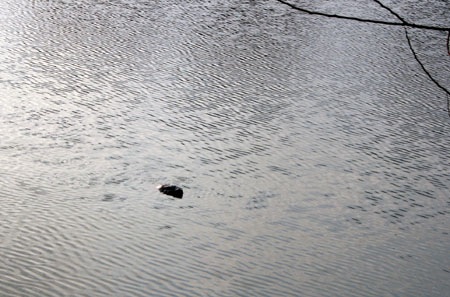 Hà Nội lập Ban chỉ đạo khẩn cấp bảo vệ cụ Rùa - 1