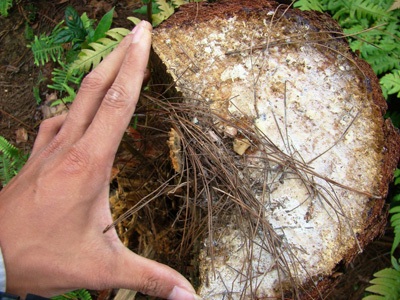 Cần ngăn chặn nạn “xẻ thịt” rừng thông - 5 Cần ngăn chặn nạn “xẻ thịt” rừng thông - 5