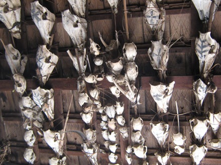 Kỳ 1: Ch’pơơr - độc dược kỳ bí của người Cơtu - 2 Kỳ 1: Ch’pơơr - độc dược kỳ bí của người Cơtu - 2
