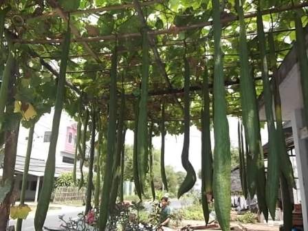 Những trái mướp hương dài hơn 2m - 2