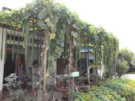 Những trái mướp hương dài hơn 2m - 1