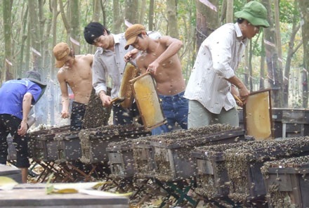 Lấy mật ong mùa lá rụng - 1 Lấy mật ong mùa lá rụng - 1